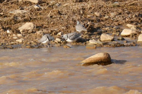 #我與鳥的故事# 䴉嘴鷸