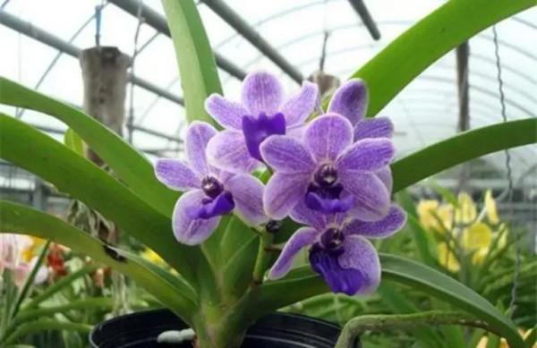 養活一叢蘭花容易,養好葉片難!蘭花怎麼養葉和護根? 養活一叢蘭花容易,養好葉片難!蘭花怎麼養葉和護根?