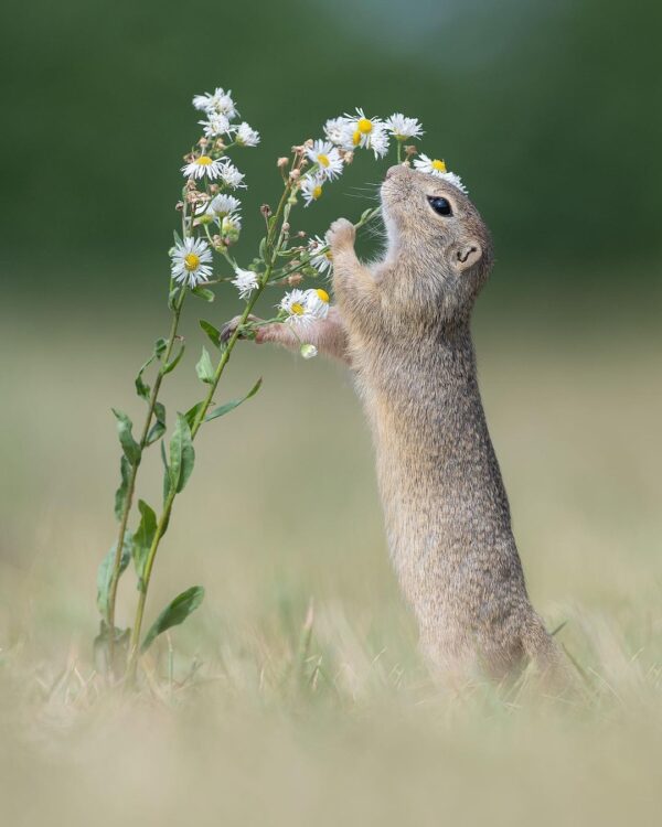 神奇：小松鼠“陶醉”嗅花香，神情似少女