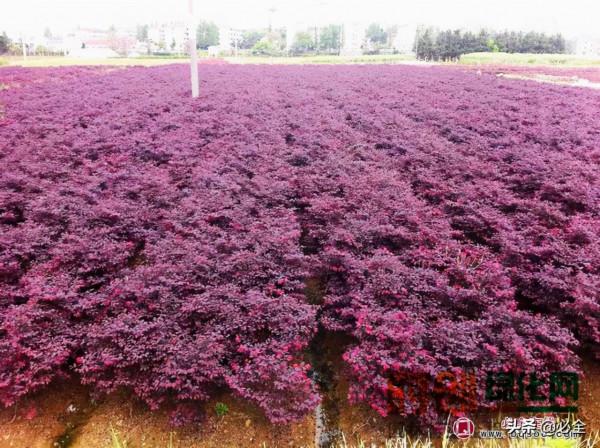 庭院景觀是大勢所趨，看土豪們最愛的庭院樹是哪些？