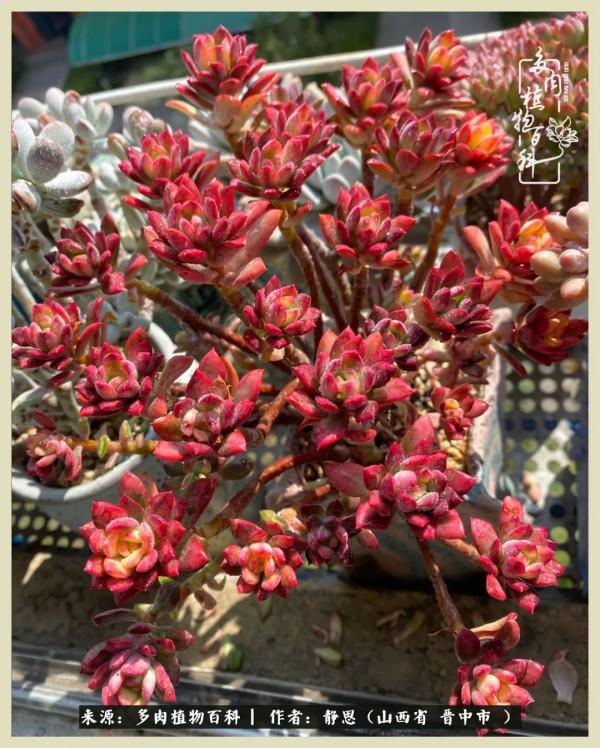 這低谷的一年,感謝多肉的陪伴 這低谷的一年,感謝多肉的陪伴