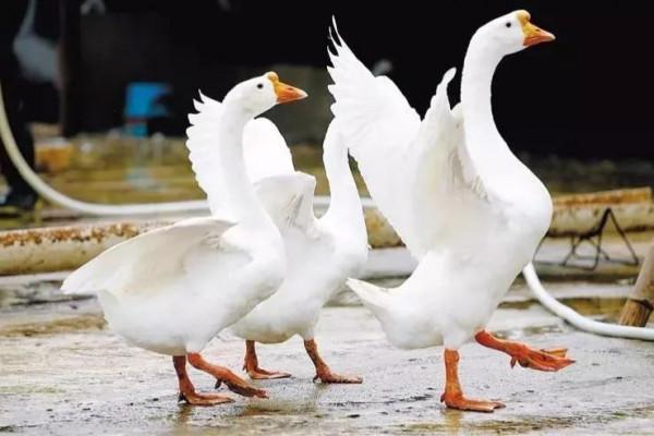 為啥海南白蓮鵝如今“門庭冷落”?跳槽老闆:3個真相“浮出水面” 為啥海南白蓮鵝如今“門庭冷落”?跳槽老闆:3個真相“浮出水面”