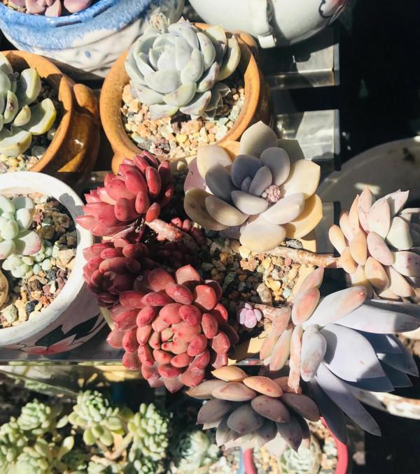 新手每日識一多肉——紅寶石 新手每日識一多肉——紅寶石