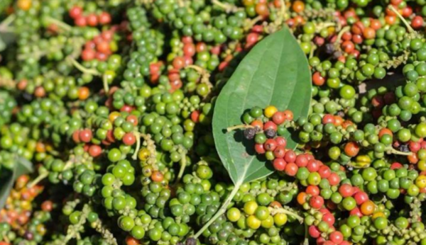 國風開明,盛世胸襟?淺析唐初時期的“胡風文化”及其影響 國風開明,盛世胸襟?淺析唐初時期的“胡風文化”及其影響