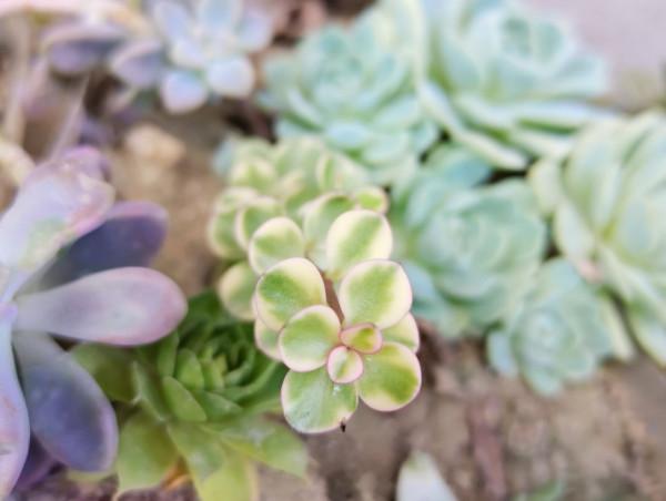 立秋後的多肉淋雨有事嗎?秋天多肉露養連續下雨怎麼辦? 立秋後的多肉淋雨有事嗎?秋天多肉露養連續下雨怎麼辦?