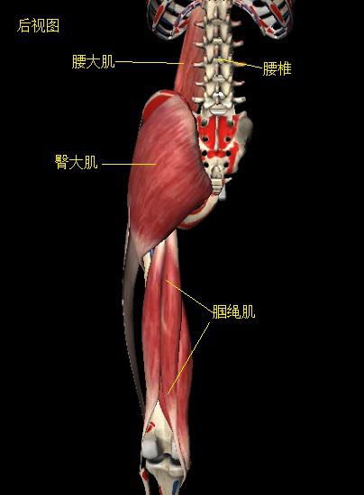 練“腰”的弊端