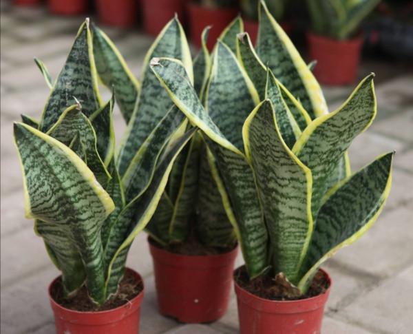 虎皮蘭有“2怕3不喜”，做錯了長不旺，還容易爛根爛葉