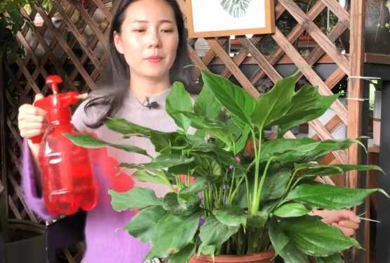 萬年青的養殖方法和注意事項