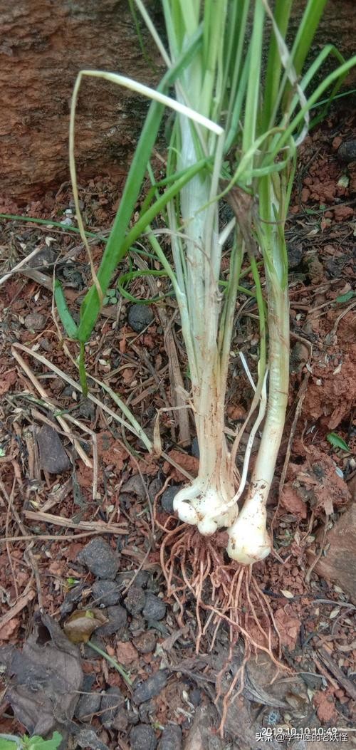 每天學習一味中藥——薤白