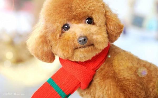 狗狗品種介紹大全！我們應該怎麼挑選適合自己的狗狗？