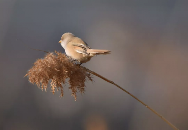 宛平湖拍鳥之文須雀