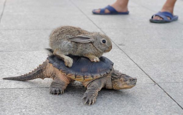 “龜兔賽跑”誰會贏 “龜兔賽跑”誰會贏