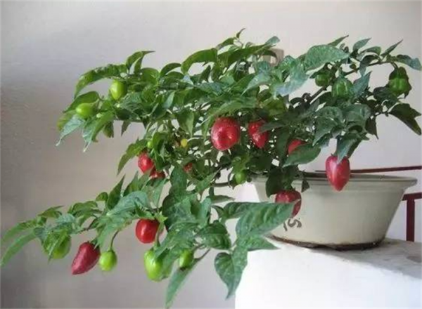 盆景趣聞：將辣椒養成老樁盆景是啥體驗？就算拿100斤辣椒都不換