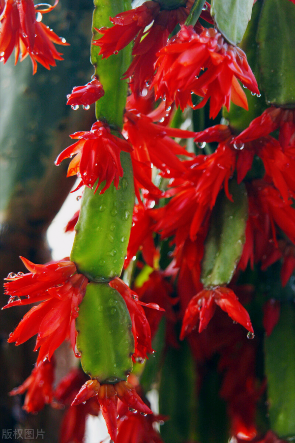 一花一世界、一佛一如來、失眠睡不好，選棵氧氣花 香豔又安神