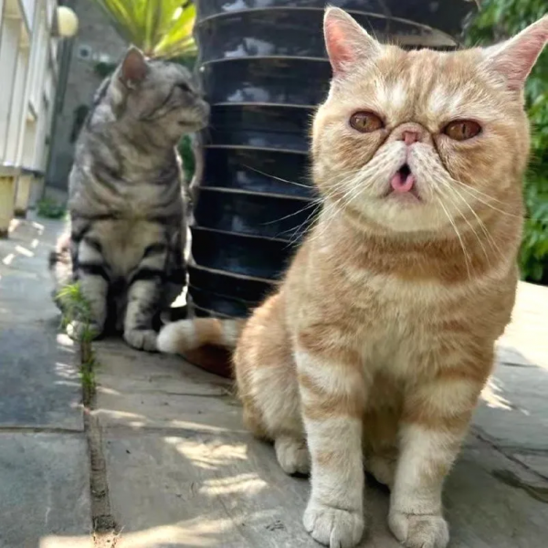 小貓咪也怕被“搶飯碗”嗎? 小貓咪也怕被“搶飯碗”嗎?