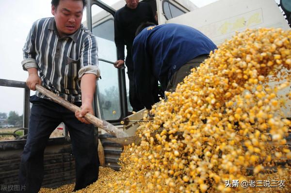 玉米早收沒有晚收好？晚收真的能高產？玉米什麼時候收穫產量最高