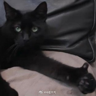 小貓咪說你新的一週幹啥一定都能行！衝鴨