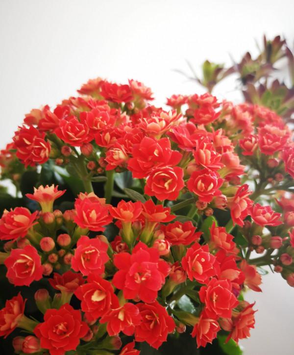 適合新手養的2種盆栽，挺拔秀麗花色美，容易養活很優良