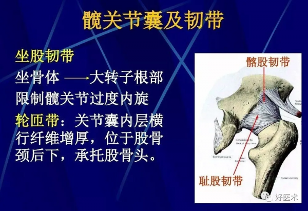 86張全身關節應用解剖精講，這篇文章值得收藏