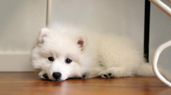 薩摩耶犬多少錢一隻？