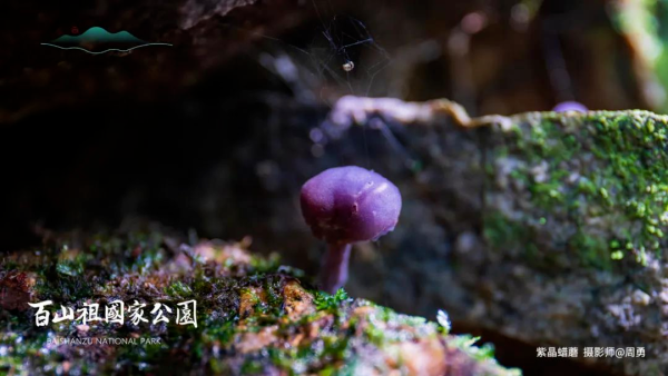 全球新物種,你見過嗎? 全球新物種,你見過嗎?