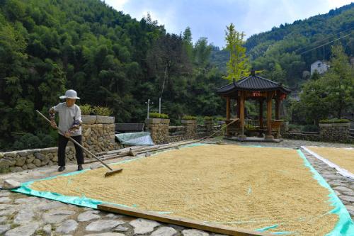 金秋澤雅,梯田稻浪美醉了 金秋澤雅,梯田稻浪美醉了