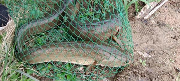 大灣區，垂釣人士、釣神們的幸福生活