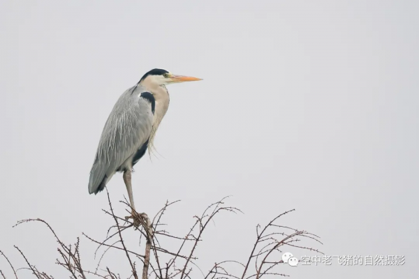 一劍封喉——新機OM-1拍鳥深度測評