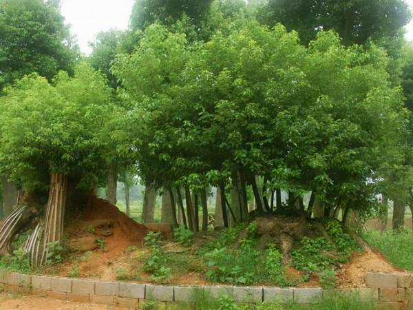 家裡種什麼樹好?專家:種上2種香樹,不僅清神、還能防蟲呢 家裡種什麼樹好?專家:種上2種香樹,不僅清神、還能防蟲呢