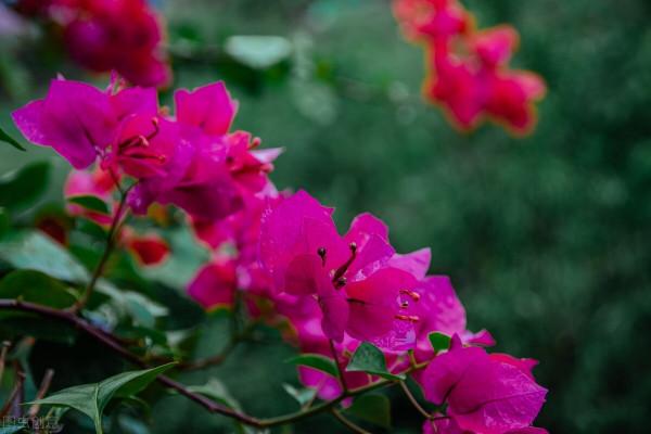 紫茉莉,夜來香,地雷花,說的都是它 紫茉莉,夜來香,地雷花,說的都是它