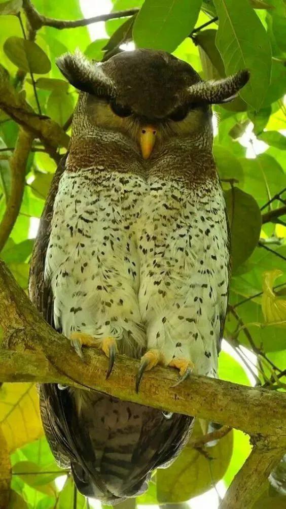 30多種罕見的美麗鳥