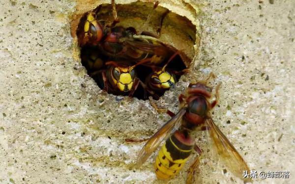 ​蜜蜂振動翅膀就是要攻擊?先別跑!3招教你看懂蜜蜂翅膀上的語言 ​蜜蜂振動翅膀就是要攻擊?先別跑!3招教你看懂蜜蜂翅膀上的語言