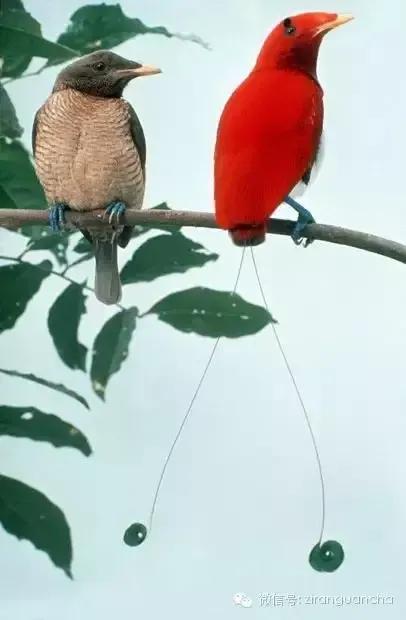 分享王極樂鳥圖片 對愛情忠貞不渝令人動容