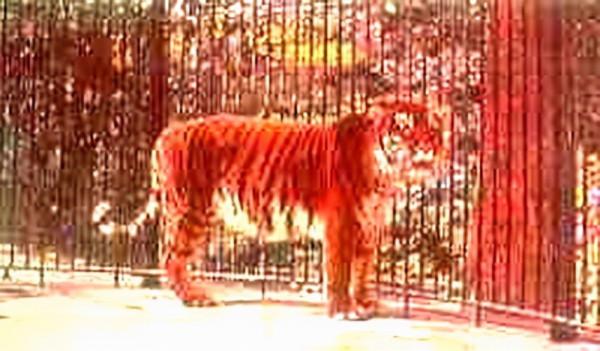 殖民時代，被人類滅絕的23種可愛的動物，如今只留下了最後的圖片