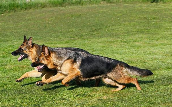 狼狽中的狽,究竟是種什麼動物?為什麼從來沒有見到過? 狼狽中的狽,究竟是種什麼動物?為什麼從來沒有見到過?