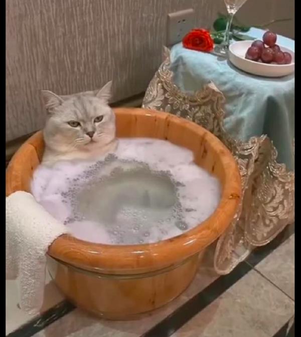 網友給貓咪買了一個小澡盆，它舒坦地躺在裡面，羨慕這樣的生活啊