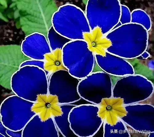 這些奇異的花卉，你喜歡哪種