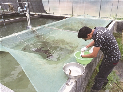 80後小夥用另類養殖技術輪養蝦鰍,年收入70多萬 80後小夥用另類養殖技術輪養蝦鰍,年收入70多萬