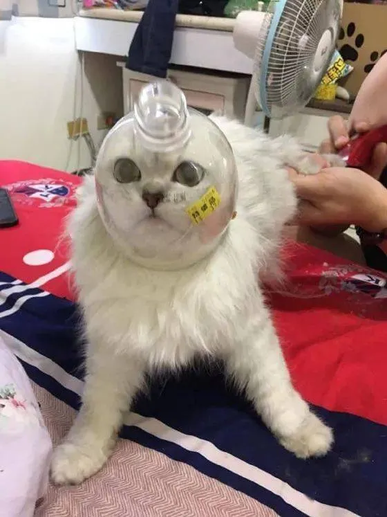 又心疼又好笑！德牧出任務追犯人，卻意外遭豪豬攻擊身中200刺