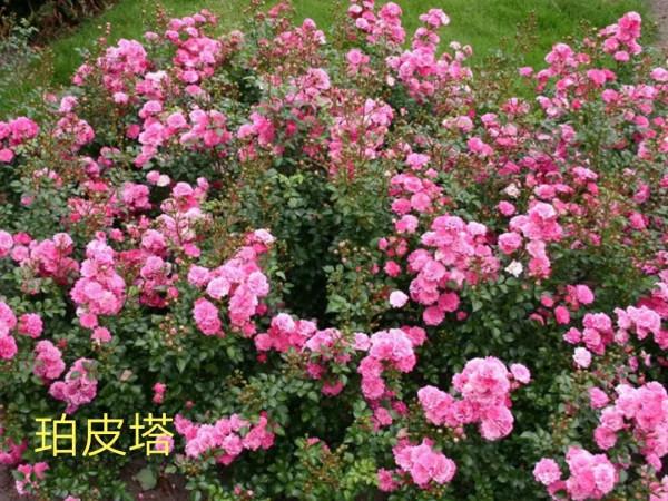 德國科德斯又一系列——花環系列月季 德國科德斯又一系列——花環系列月季