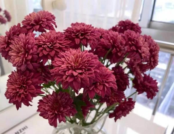 最推薦你買的花——小菊