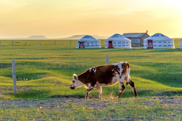 網購內蒙古特色美食,一整個被奶住 網購內蒙古特色美食,一整個被奶住