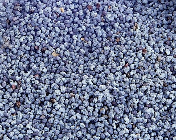 從科學角度來講，那些新增罌粟的食物會讓人上癮嗎？