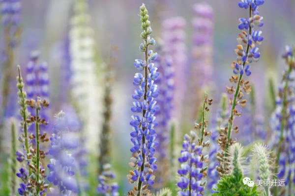 遇見開遠丨“醉”美魯冰花