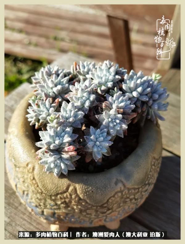 多肉變胖純屬正常,我的變胖卻是工傷 多肉變胖純屬正常,我的變胖卻是工傷