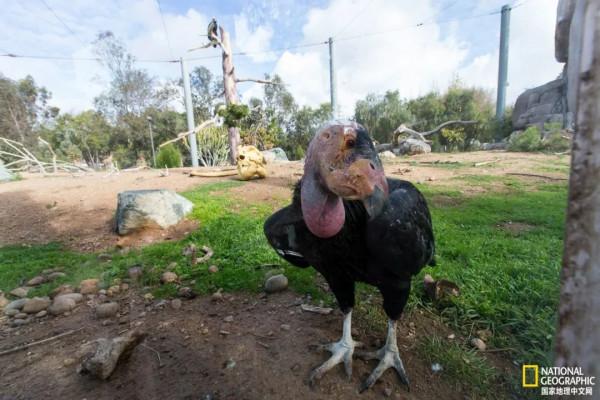 北美最大的鳥，竟然不需要“男的”了？