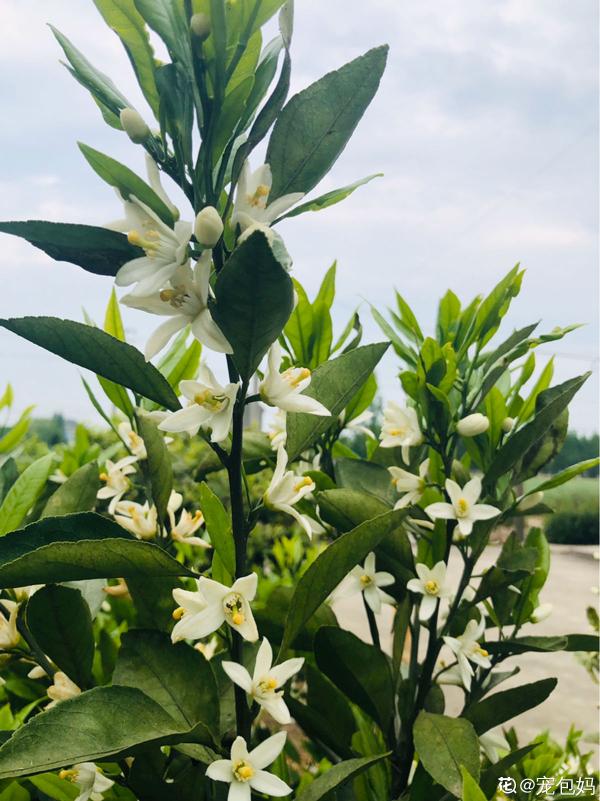 門口桔子樹總出毛病，解決5個問題，還能為你送“桔”祥