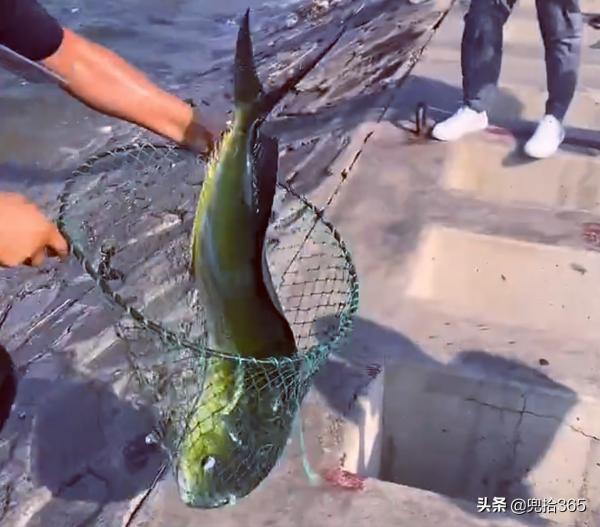 牛人!山東男子一抄網下去在海里撈起一條大魚,岸邊釣友羨慕壞了 牛人!山東男子一抄網下去在海里撈起一條大魚,岸邊釣友羨慕壞了
