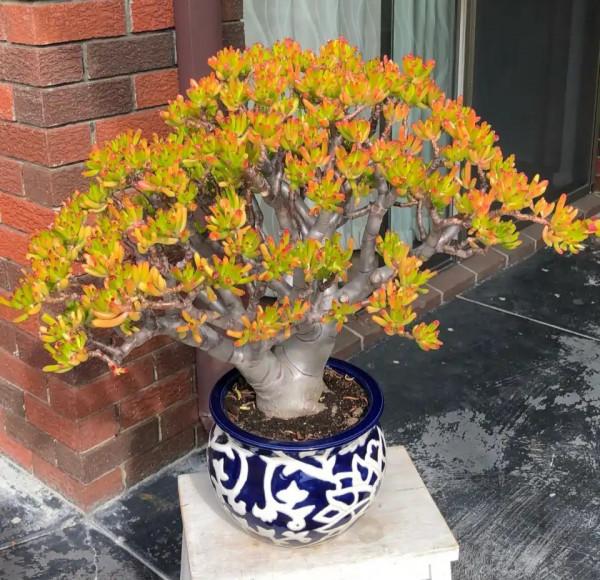 公認的“八種旺財花”,適合養在家裡,不僅寓意好,還很養人 公認的“八種旺財花”,適合養在家裡,不僅寓意好,還很養人