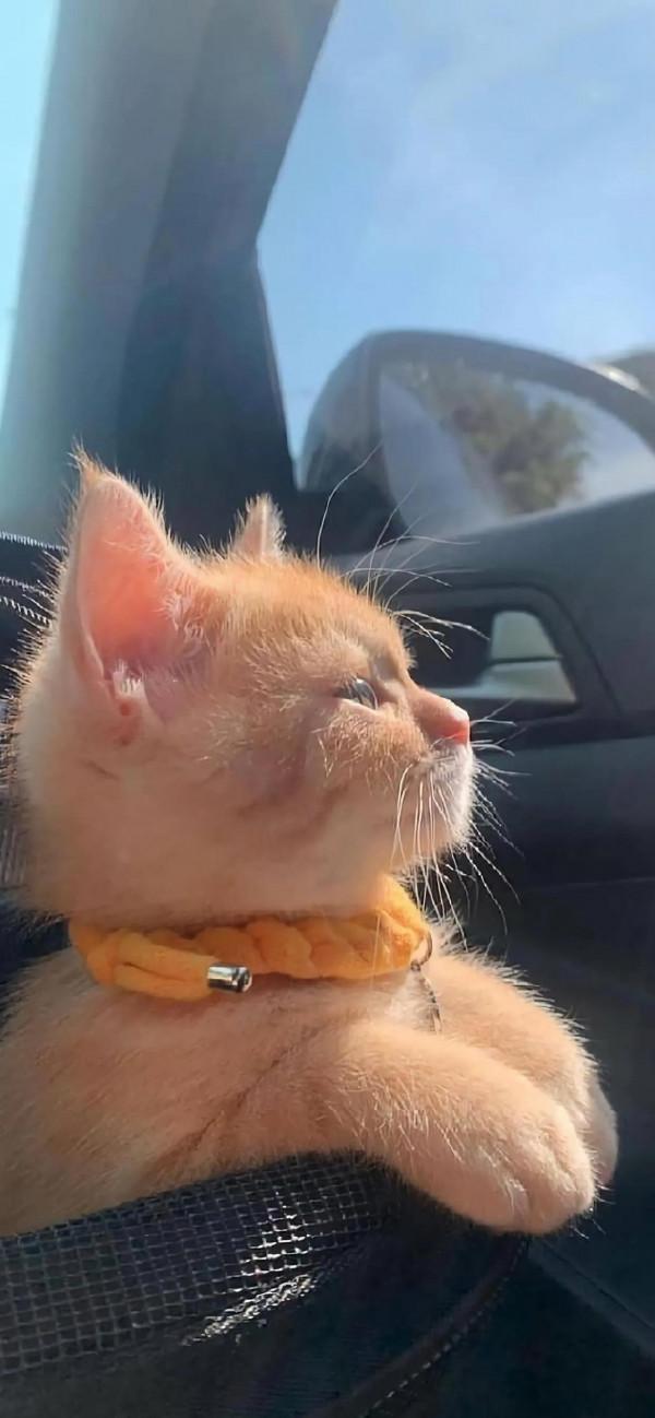 萌化了的喵星人~可愛貓咪愛不如寵，寵不如懂